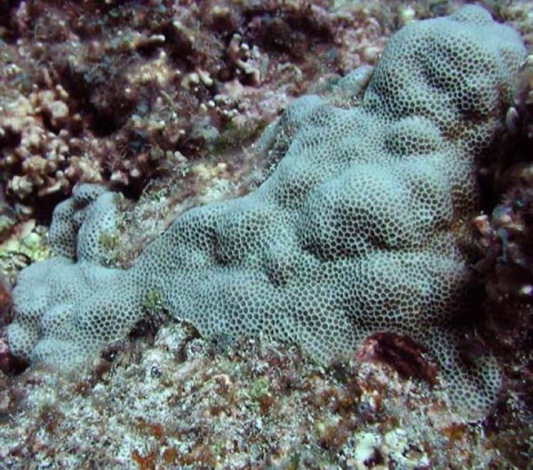 Encrusting Coral