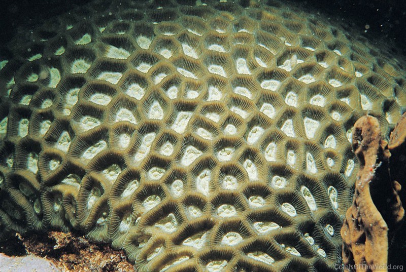 Para-flexible Star Coral