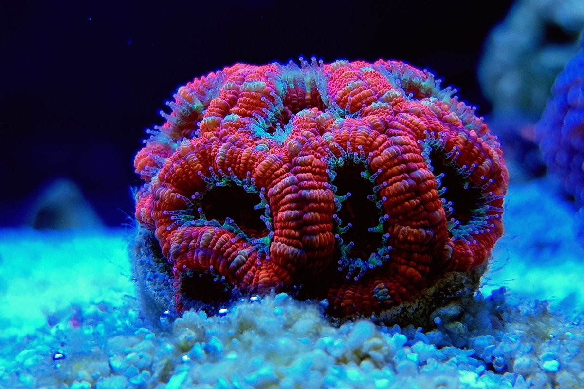 Acanthastrea