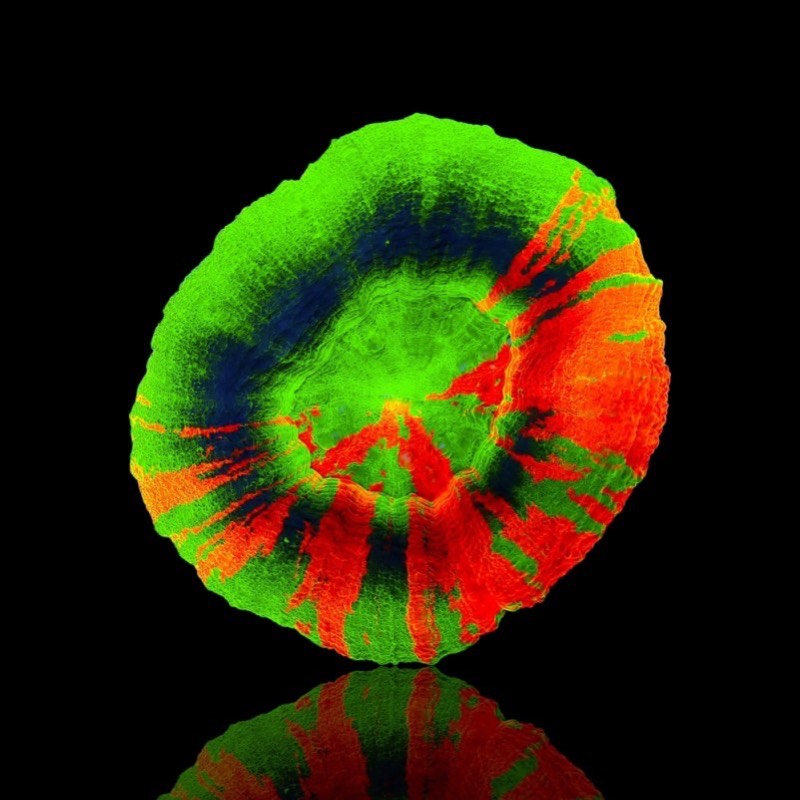 Short Donut Coral