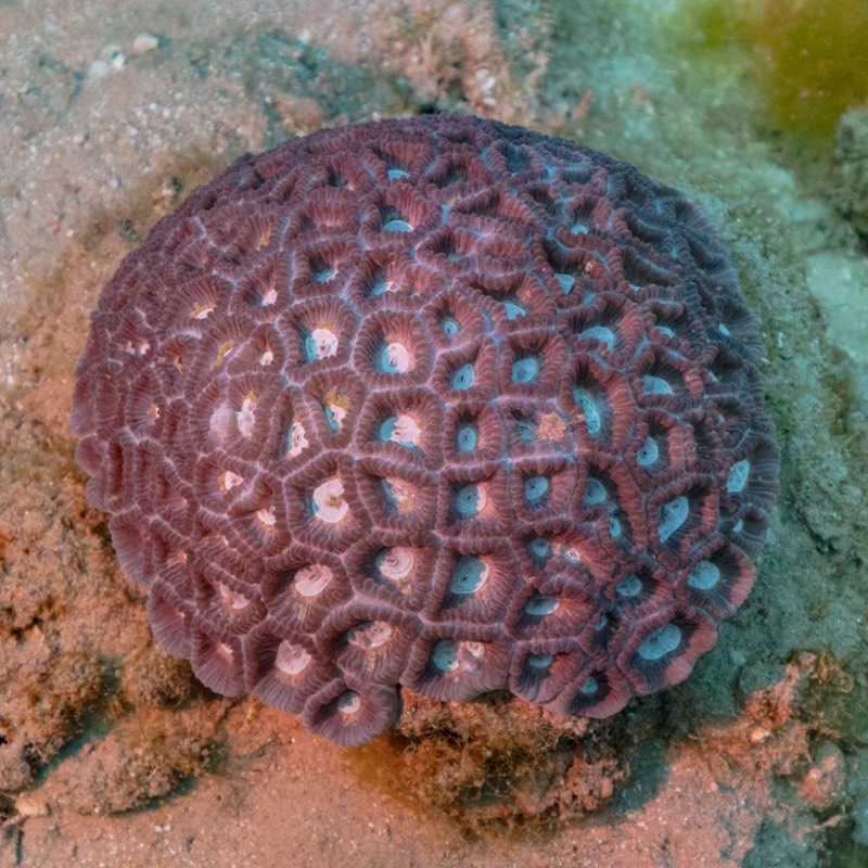 Milne's Star Coral