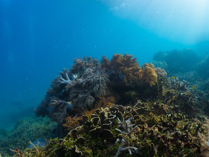 Finger Leather Coral