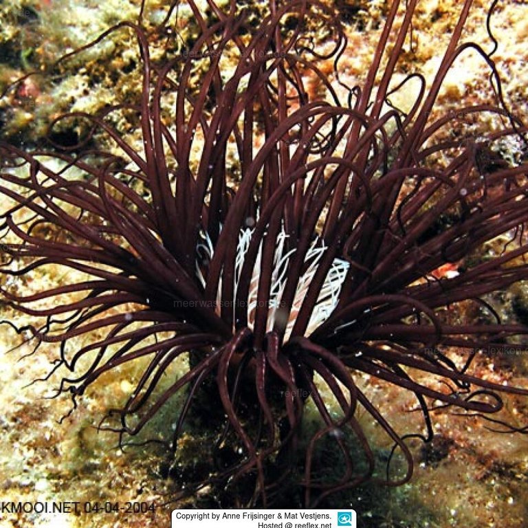 Tube Anemone