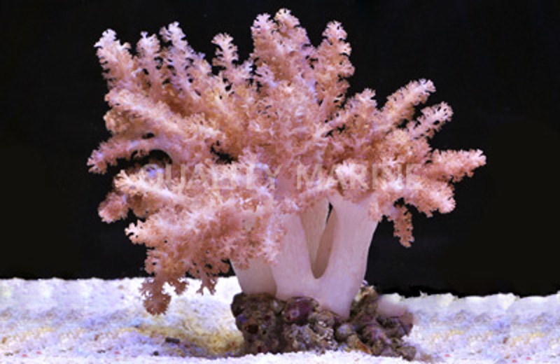 Colt Coral