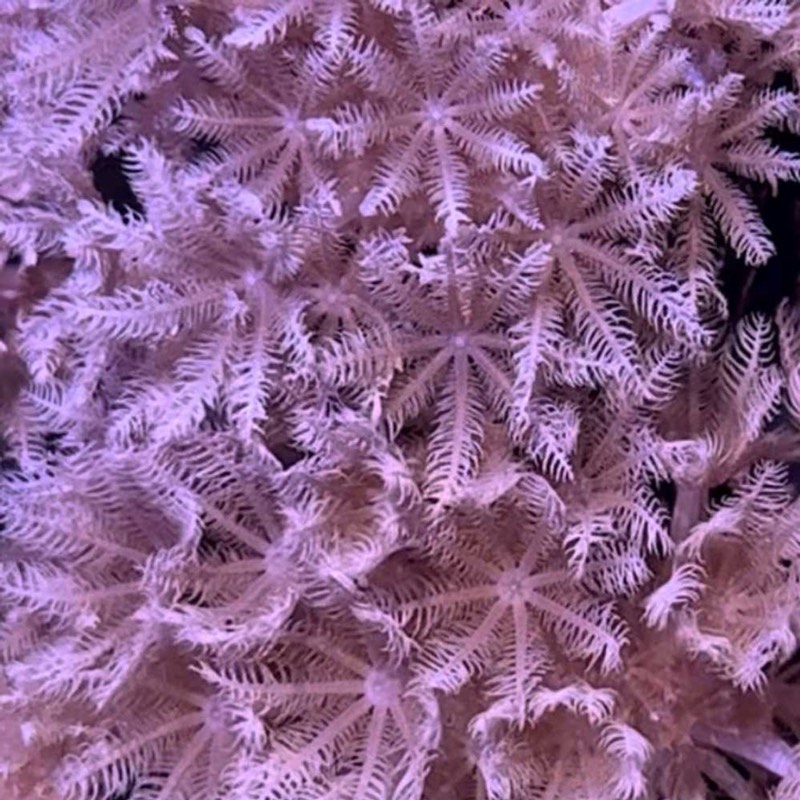 Lillie's Pulse Coral