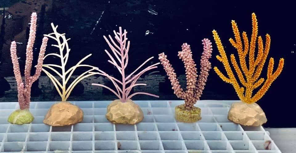 Golden Plume Gorgonian
