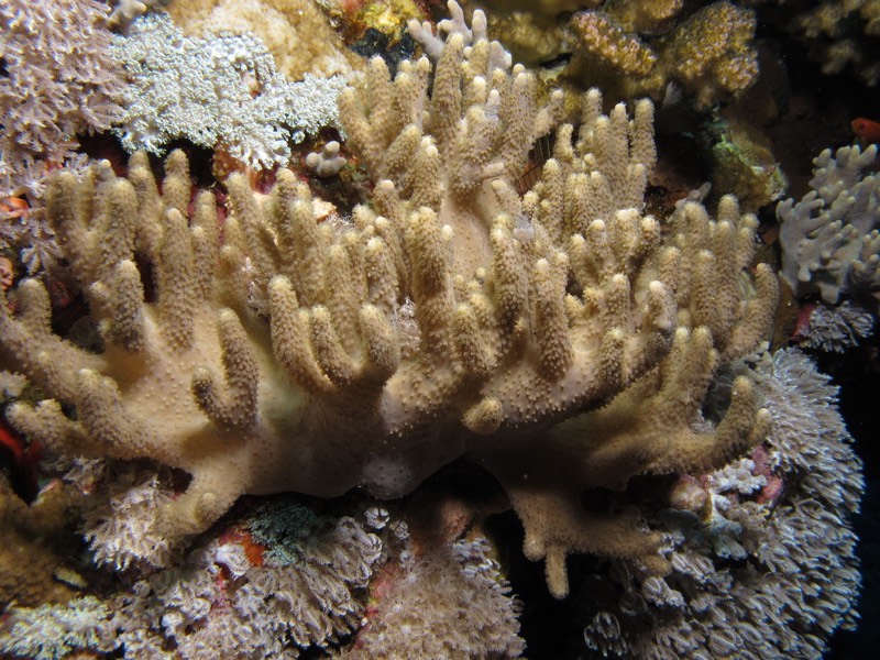 Many-fingered Leather Coral