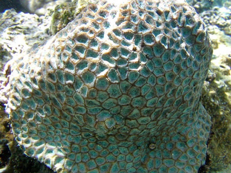 Chinese Star Coral