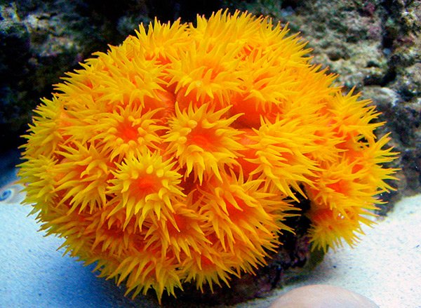 Orange Sun Coral