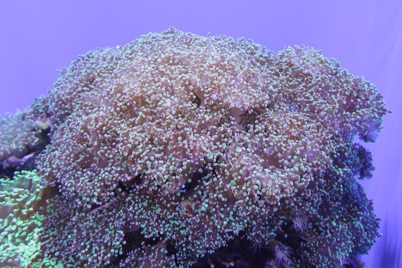 Branching Frogspawn