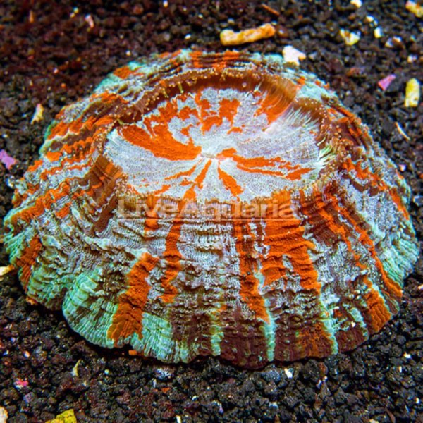 Wells' Meat Coral