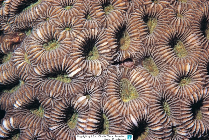 Valencienne's Coral