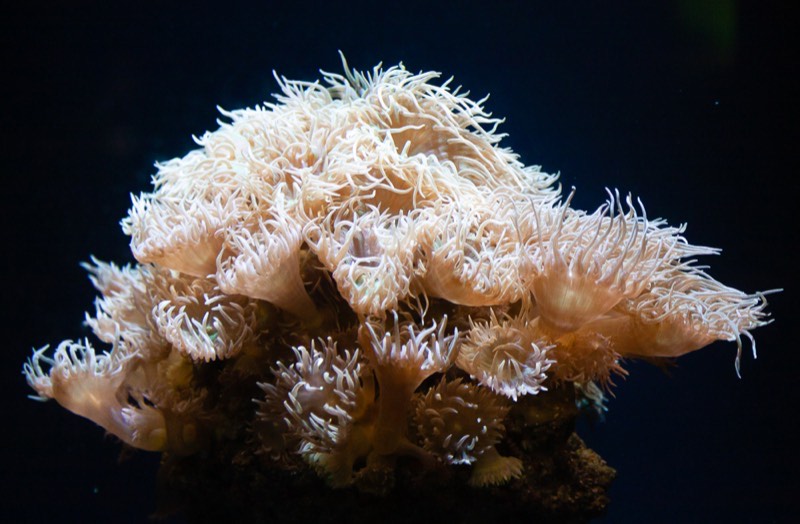 Duncan Coral
