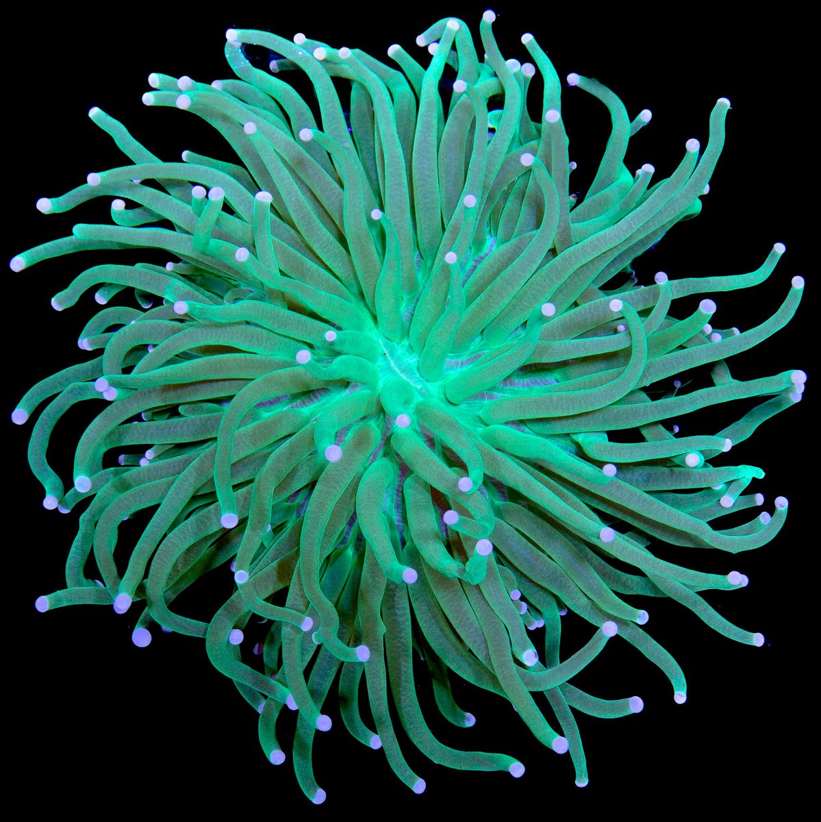 Long Tentacle Plate Coral