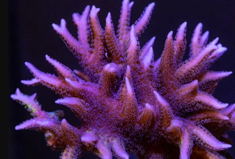Spiny Birdsnest