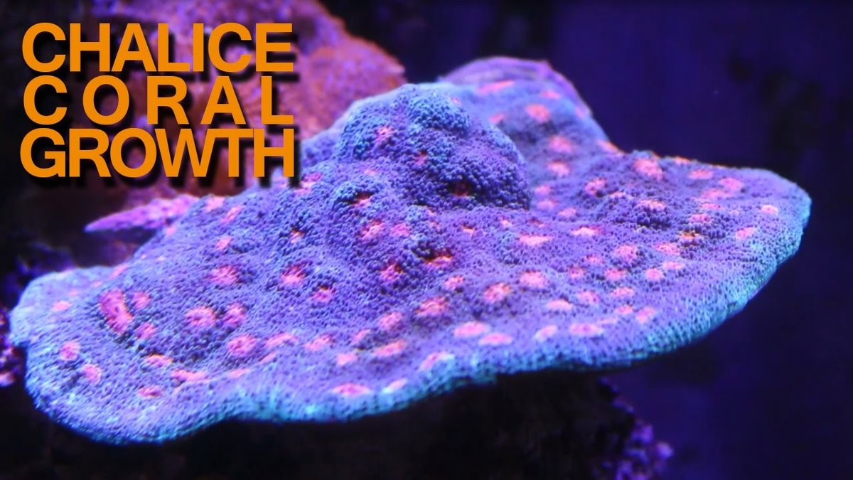 Chalice Coral