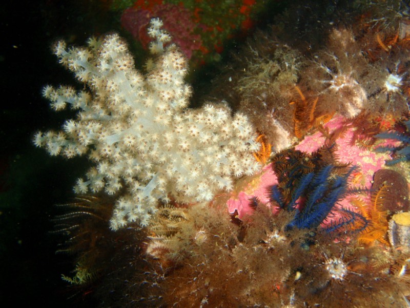 Gabon Tree Coral