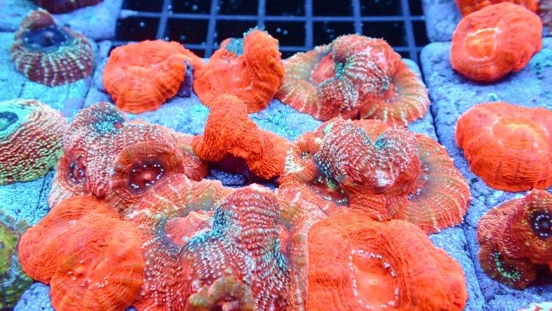 Bruggemann's Coral