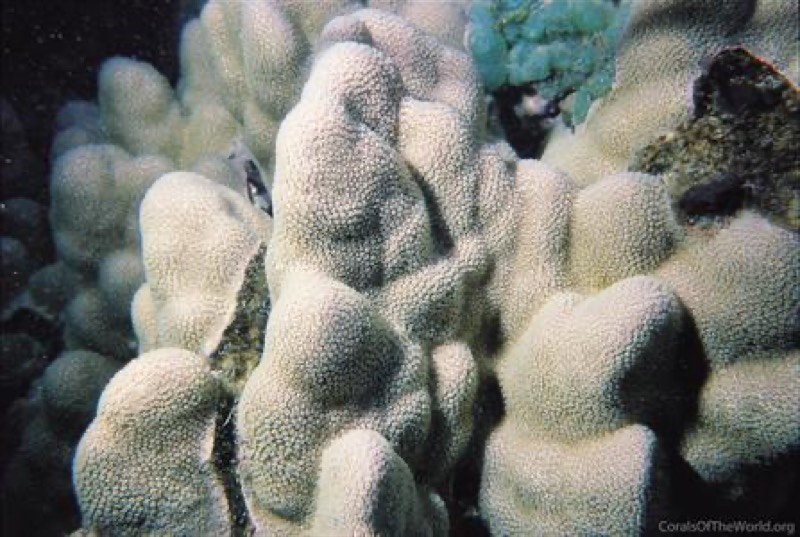 Puako Coral