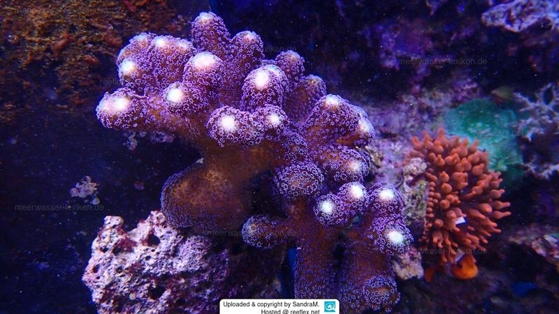 Lined Cauliflower Coral