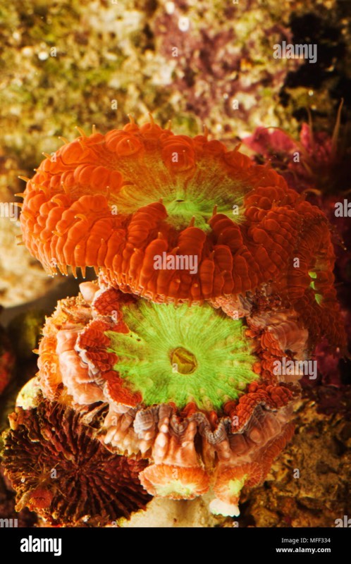 Wells' Pineapple Coral