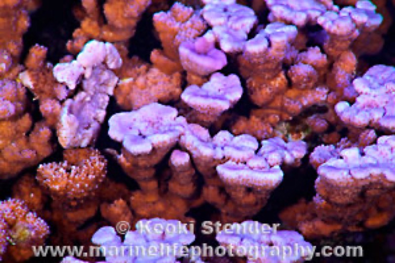 Irregular Rice Coral