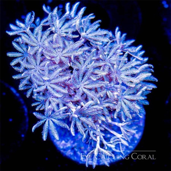 Blum's Pulse Coral