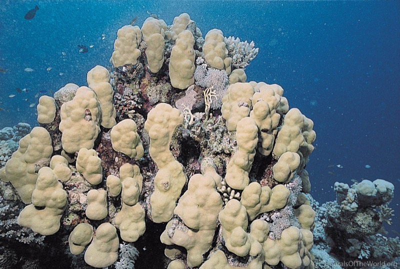 Nodular Coral