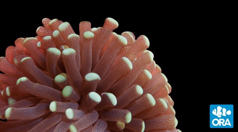 Fimbriate Torch Coral