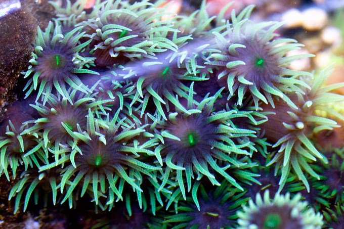 Black Sun Coral