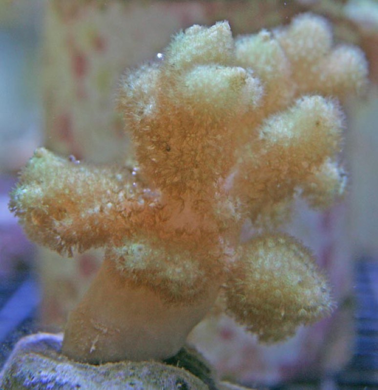 Yellow Finger Leather Coral