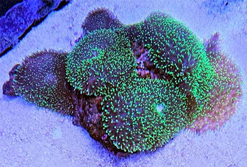 Green Hairy Mushroom