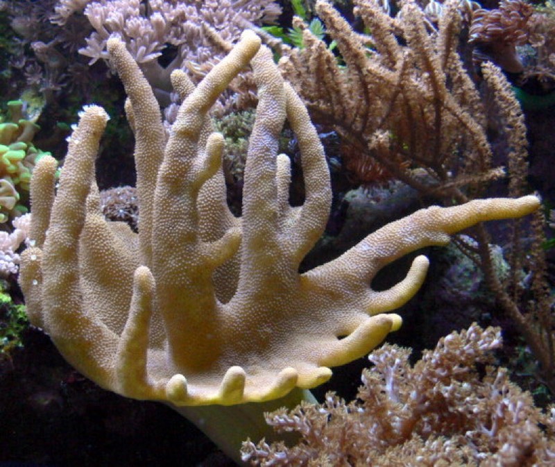 Cockscomb Leather Coral