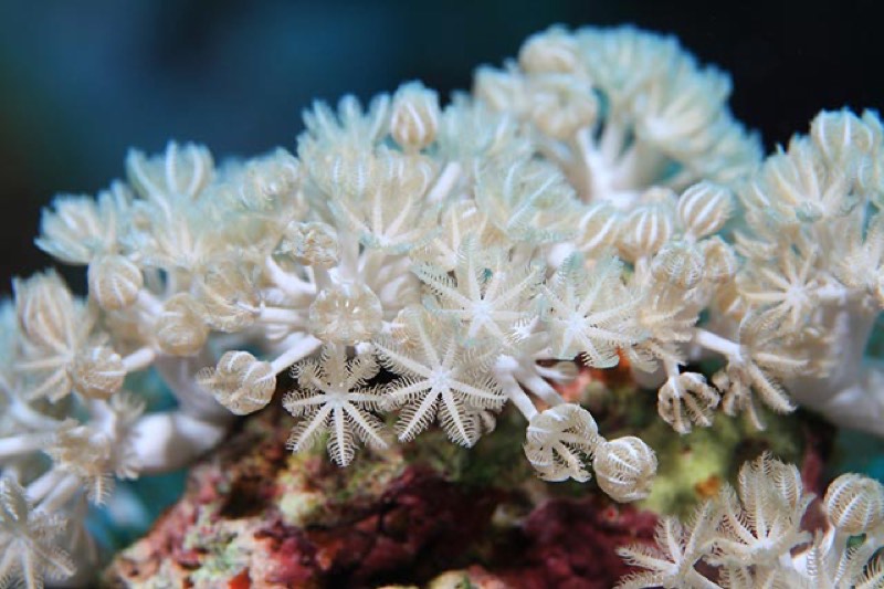 Umbrella Pulse Coral