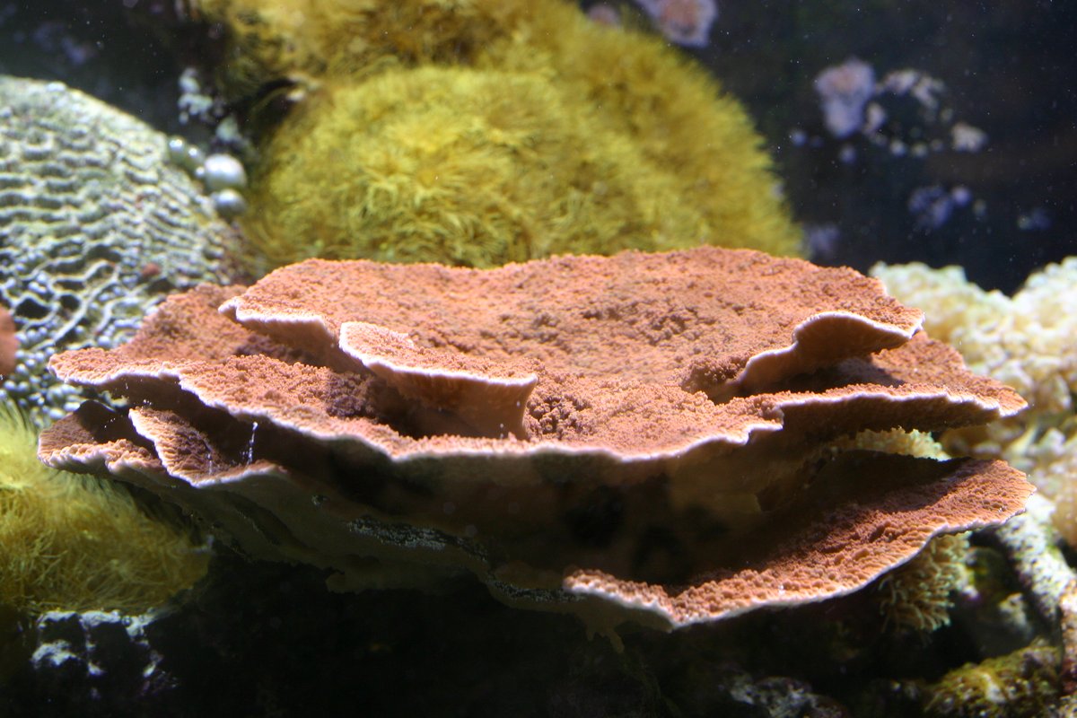 Leaf Coral