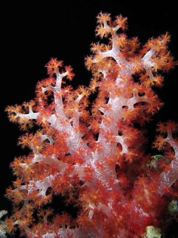 Strawberry Coral