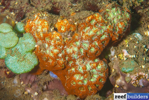 Multi-spotted Micromussa