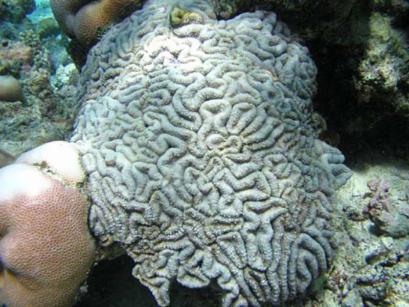 Hatai's Brain Coral