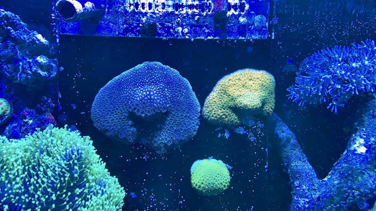 Leptastrea