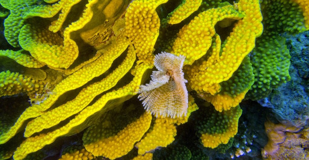 Turbinaria