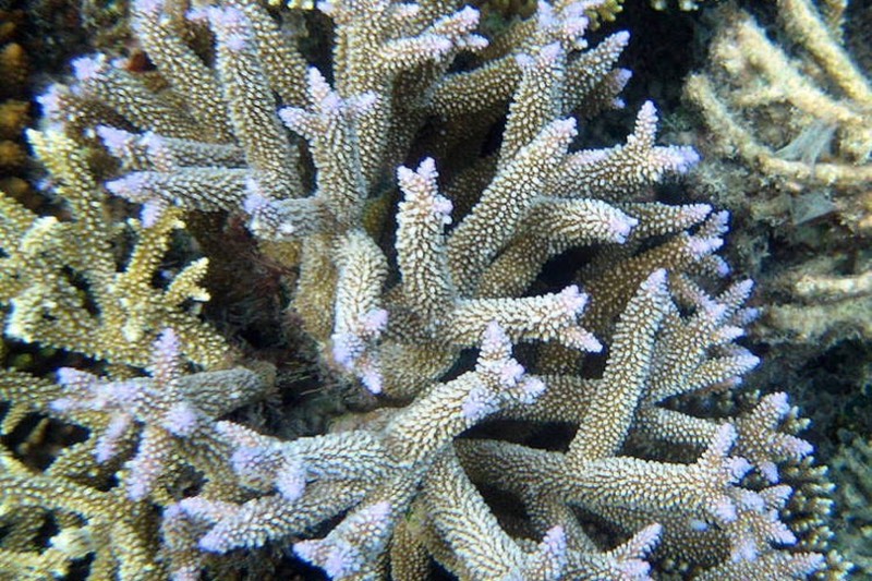 Robust Staghorn Coral
