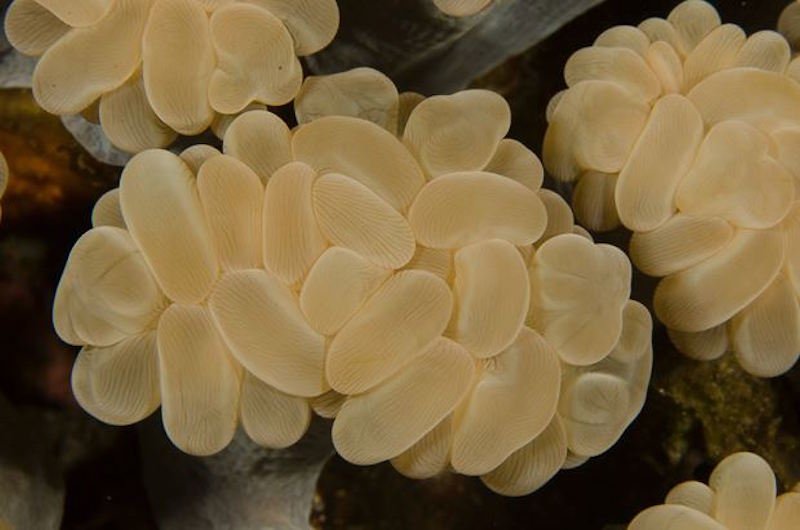 Branching Bubble Coral