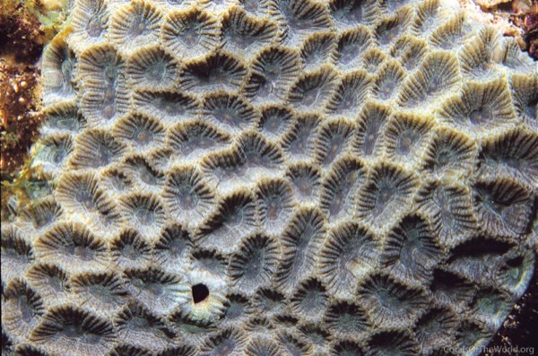 Sharp Ridge Star Coral