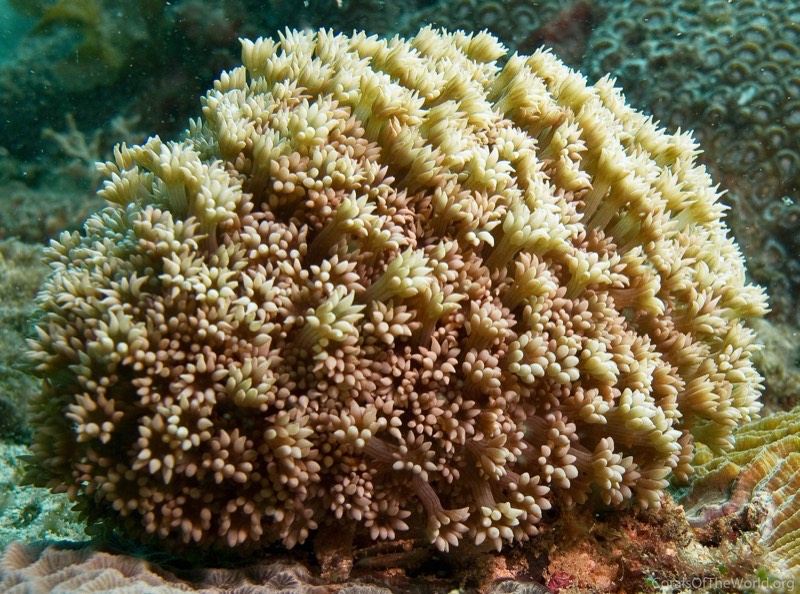 Window Star Coral