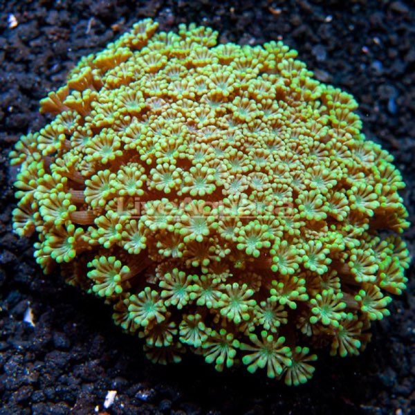 Star Coral