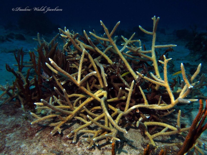 Caribbean Staghorn Coral