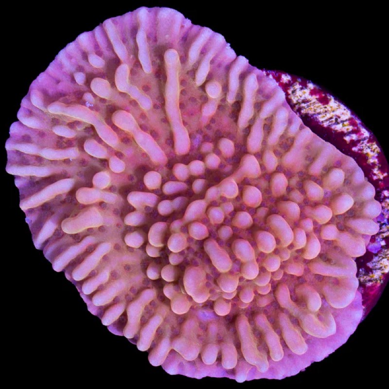 Blainville's Montipora