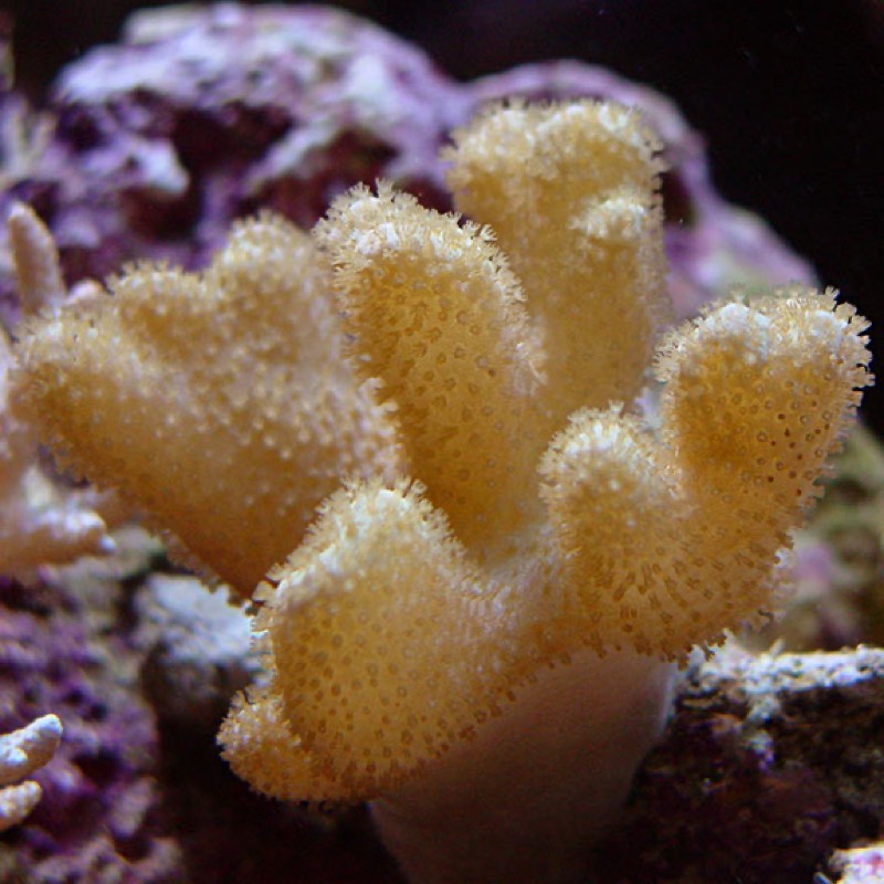 Thick Finger Leather Coral