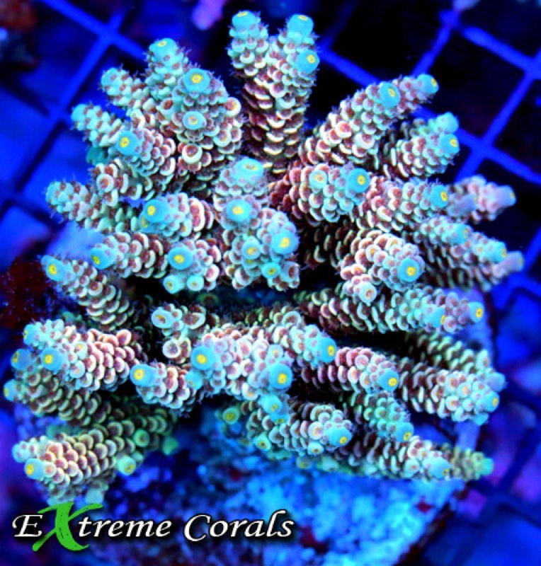 Thin Staghorn Coral
