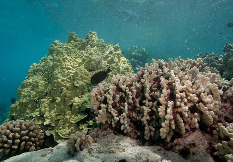 Lobe Coral